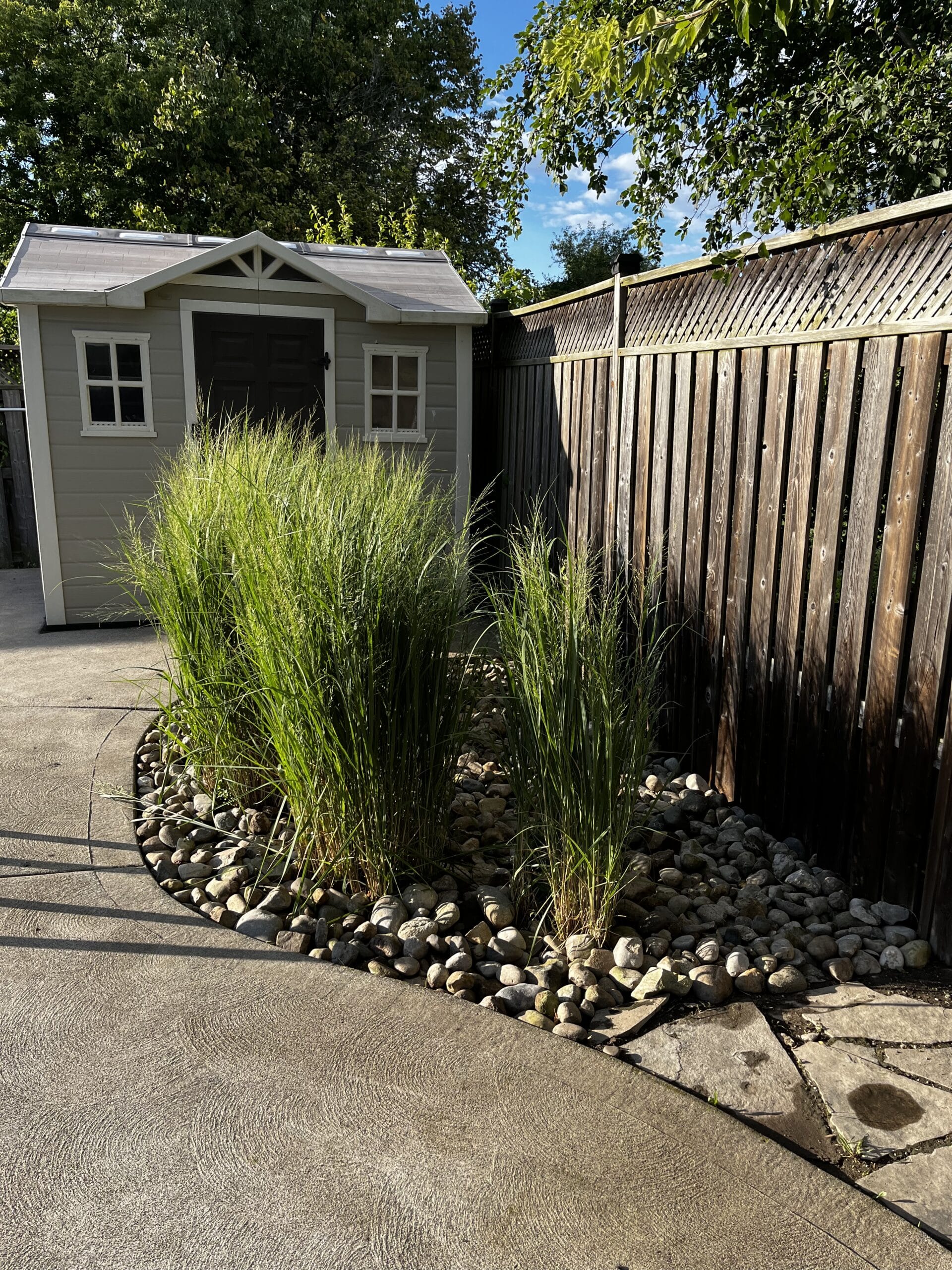 Small gray shed with white trim sits behind a wooden fence, next to a landscaped area with tall grasses and decorative rocks on a concrete patio.