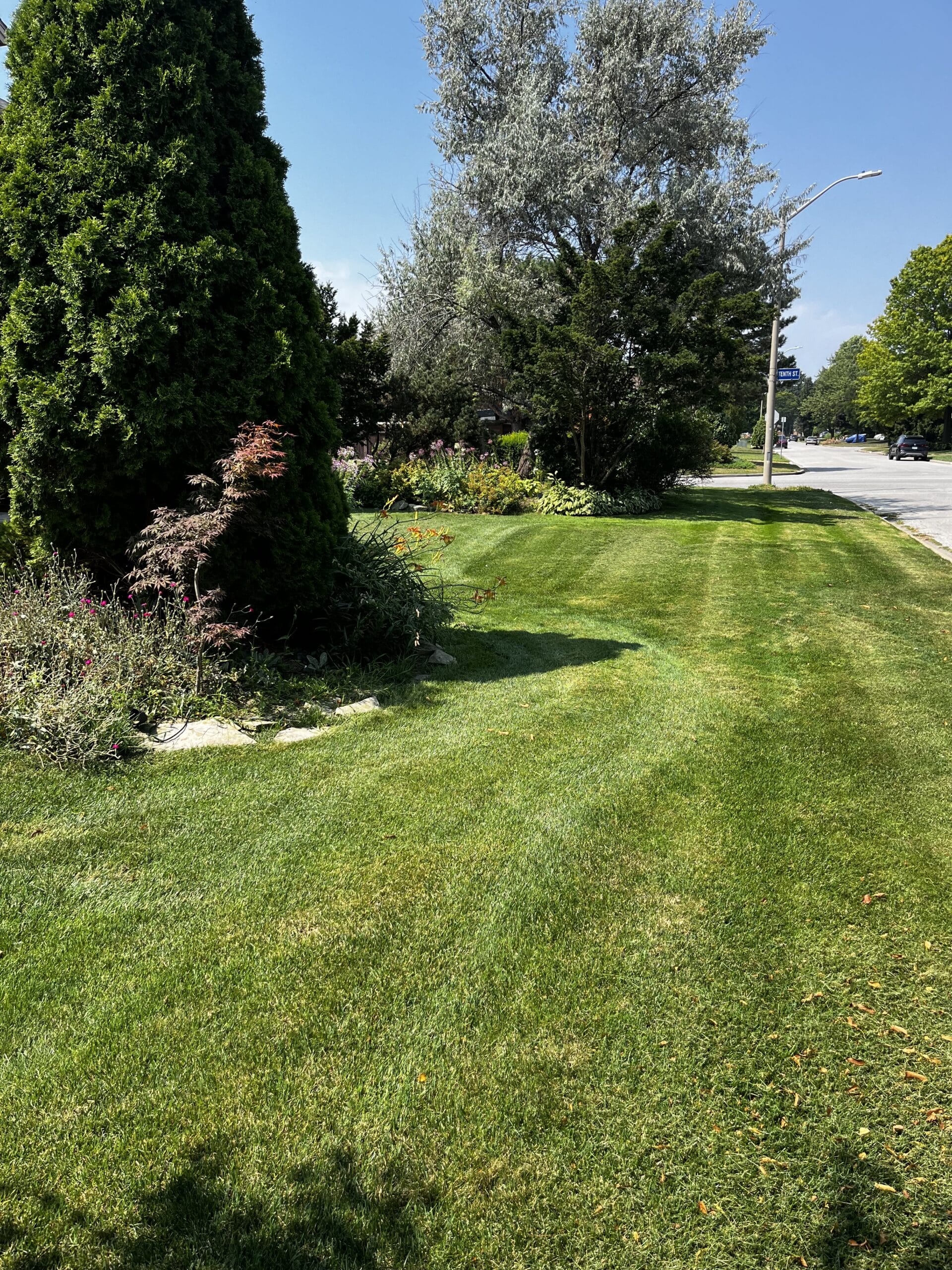A neatly mowed lawn with striped patterns, bordered by various green shrubs and trees, next to a quiet suburban street on a sunny day.