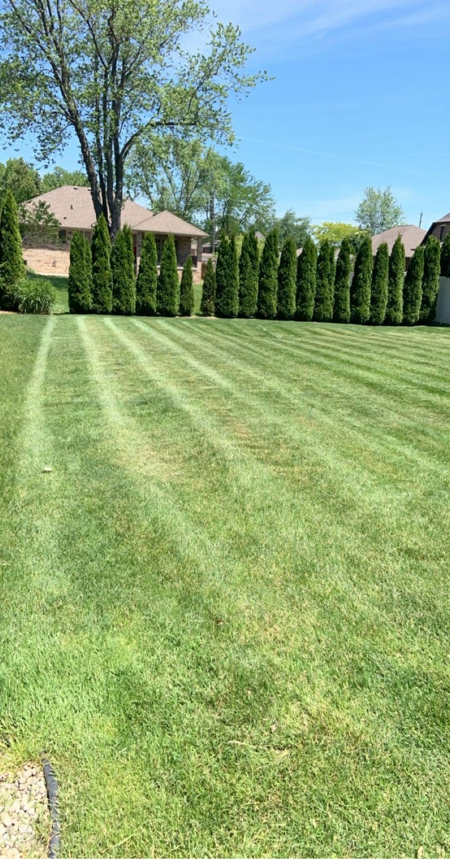 A freshly mowed lawn with visible mowing stripes, bordered by a row of tall evergreen trees and houses in the background under a clear blue sky.